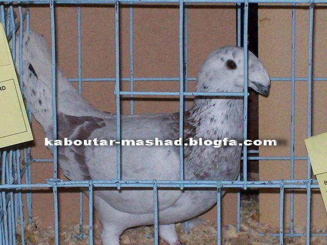 سار اوغون هومر(کله اسبی)