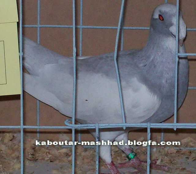 كبوتر آبي هومر(کله اسبی)