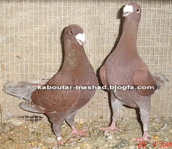 يك جفت سرخ اصيله اصيل هومر(کله اسبی)