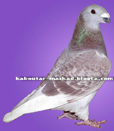 اوغون نوع ديگر هومر اصيل