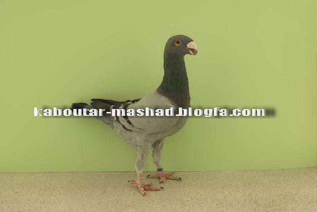 نوع سنگين اين نژاد