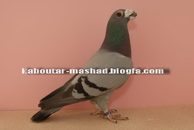 جرمن بيوتي سبز هومر 