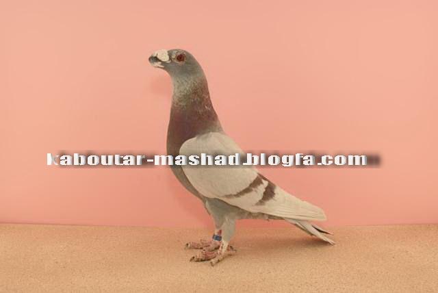 اوغون اژدها 