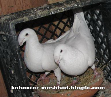 سفید هومر(کله اسبی)